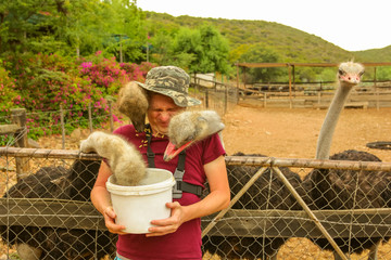 Tourist man feeds hungry ostriches in Oudtshoorn, Western Cape, South Africa. Fun tourist activity to do in the largest city in Little Karoo known for the numerous ostrich farms.