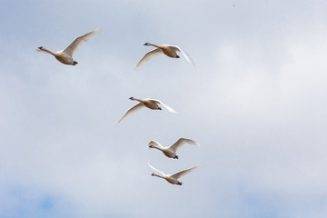 Trumpeter swan  migration
