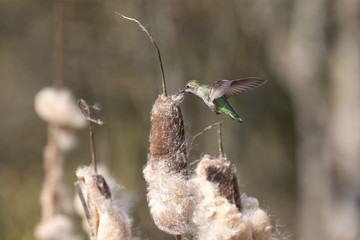 Annas hummingbird gathering nest material
