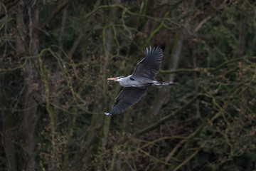 Great blue heron