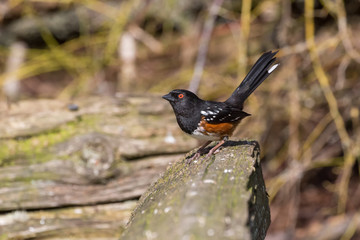 spotted towhee bird