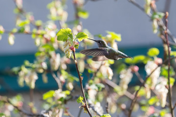 Annas hummingbird in flight