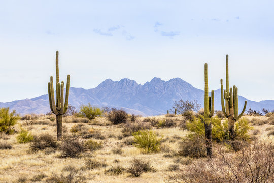 Fototapeta Cztery szczyty i Saguaros - pustynia środkowej Arizony