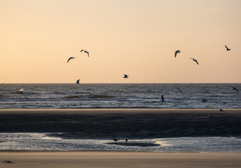 M&ouml;wen am Strand im Abendlicht