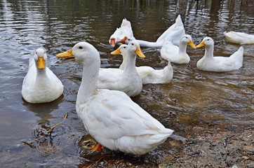 Ducks and geese on the farm in the pond