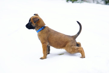 Funny Belgian Shepherd Malinois puppy with a blue collar staying and pissing outdoors on a snow in winter