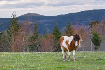Fototapeta na wymiar Horses in the Basque nature in full sun
