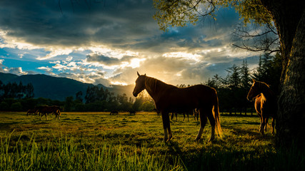 Sunset horse