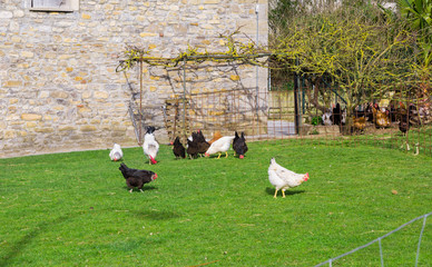 flock of chickens grazing on a farm