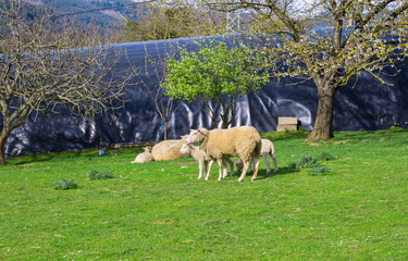 Free sheep in the field