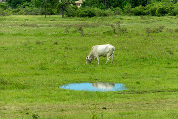 Obraz na płótnie Canvas White cow grazing and its reflection on a water puddle
