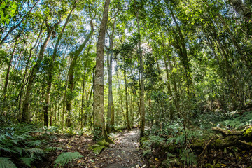 Fototapeta premium Forest