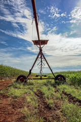 Irrigation pivot between sugarcane and corn plantations in the interior of São Paulo, Brazil