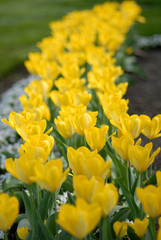 Yellow Tulip Garden