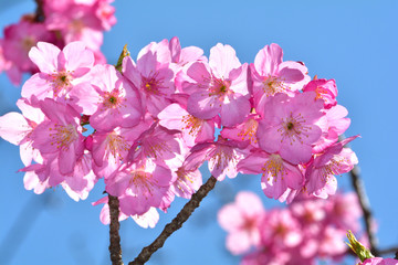 横浜緋桜（ヨコハマヒザクラ）/横浜で作出され、市内で見ることが出来る。ソメイヨシノ開花前に咲き出す。ピンクが濃く非常に人気が高い。