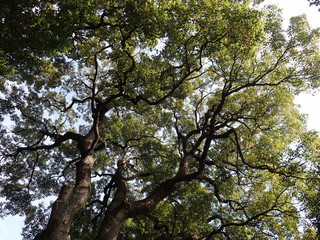 空を見上げる大木