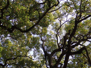 空を見上げる大木