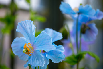 Meconopsis betonicifolia