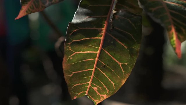 Close view of a leaf 
