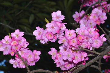 横浜緋桜（ヨコハマヒザクラ）/横浜で作出され、市内で見ることが出来る。ソメイヨシノ開花前に咲き出す。ピンクが濃く非常に人気が高い。
