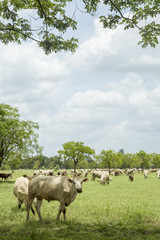 Herd of cows in the meadow