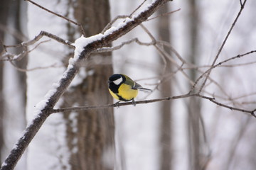 The titmouse on the branch.