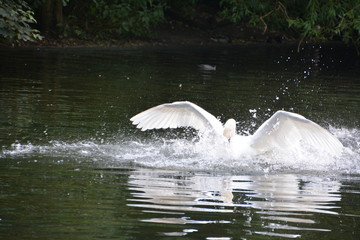 White Swan in St James's Park.