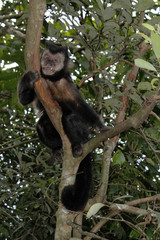 A monkey in the tree