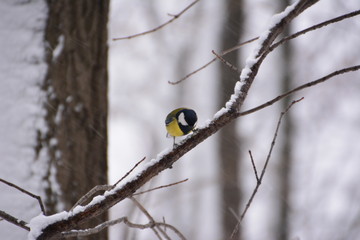 The titmouse on the branch.
