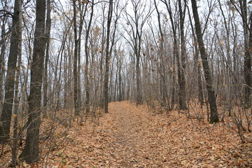 The Volga River coast. The yellow foliage. The autumn.