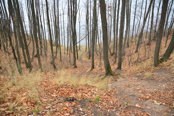 The Volga River coast. The yellow foliage. The autumn.