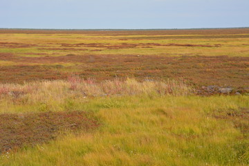 The swamp in the forest. Yamal.