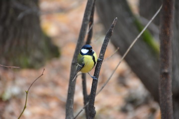 The titmouse on the branch.