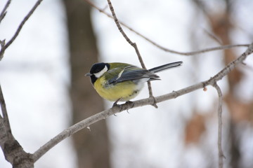 Naklejka premium The titmouse on the branch.