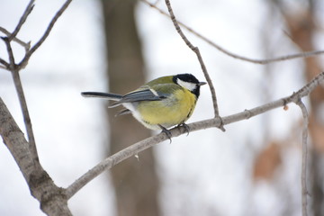 The titmouse on the branch.