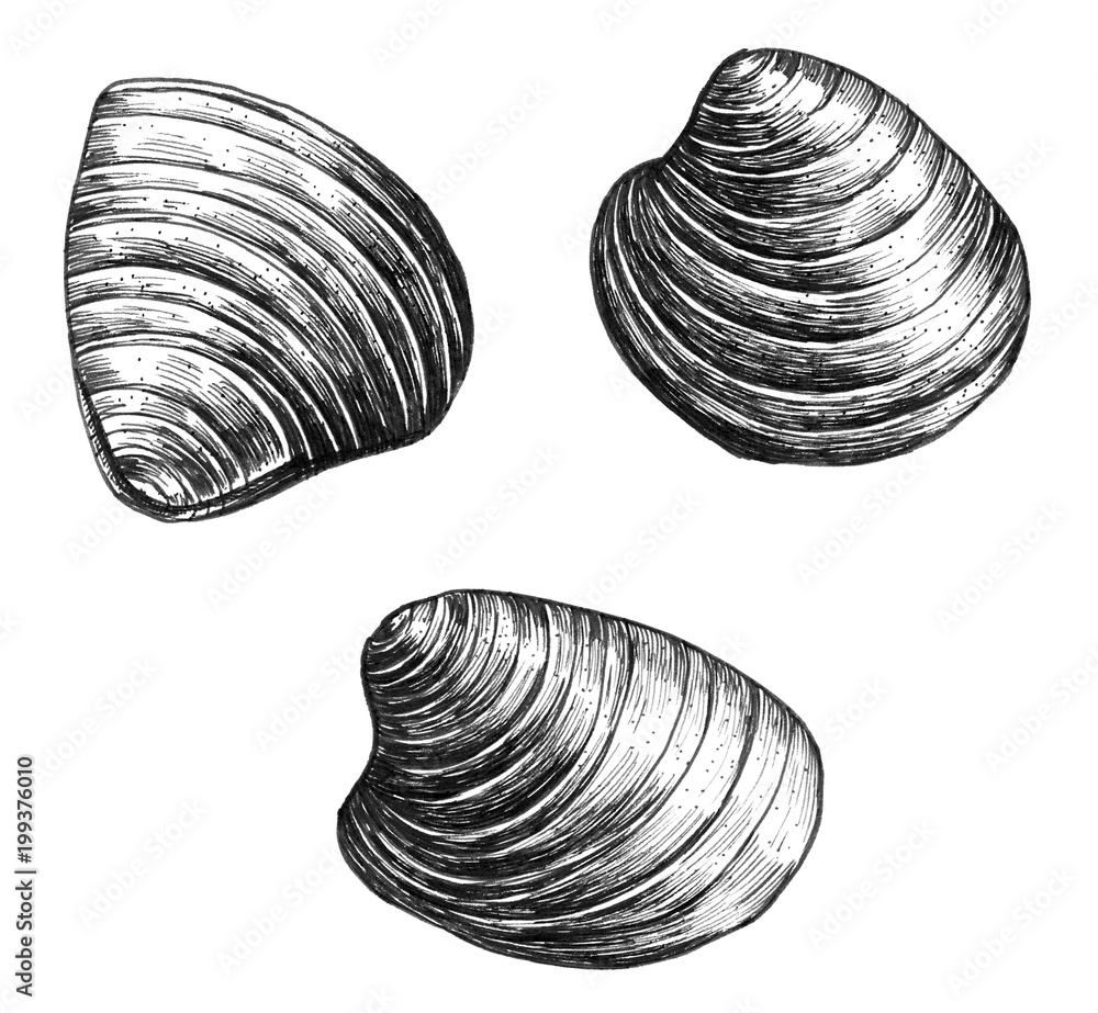 Poster Hand drawn clam bivalve mollusc