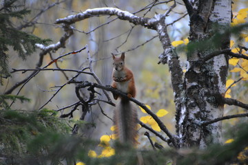 Squirrel in late autumn in the wild forest.