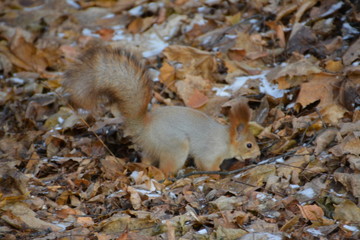 Squirrel in late autumn in the wild forest.