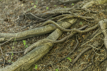 Tree roots