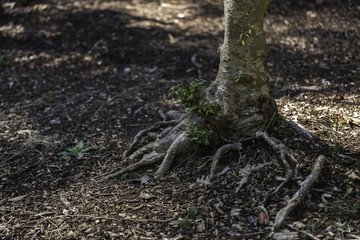 Roots of tree