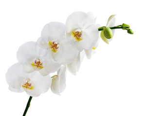 Naklejka na ściany i meble Blooming twig of white orchid flower.