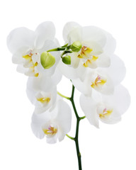 Naklejka na ściany i meble Blooming twig of white orchid flower.