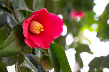 美しく花開いた椿の花