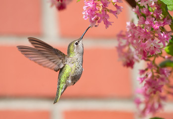 Anna's Hummingbird (Calypte anna) feeding on Red Currant flowers (Ribes sanguineum)