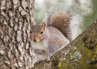 Naklejka na ściany i meble Fuzzy Eastern Gray Squirrel perched in a tree (Sciurus carolinensis)