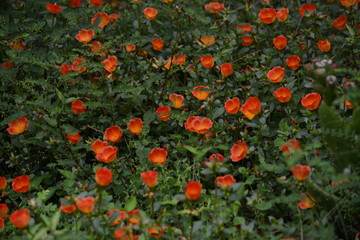 Pequeñas flores anaranjadas