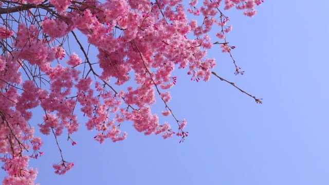 Cherry blossoms in full bloom