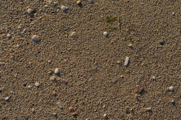 Conchas en la arena de la playa