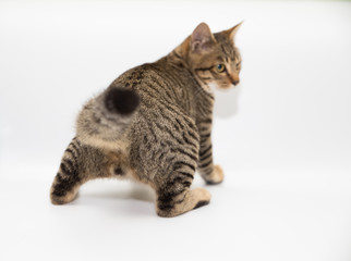 Little cat with white color background