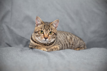 Little cat on the sofa